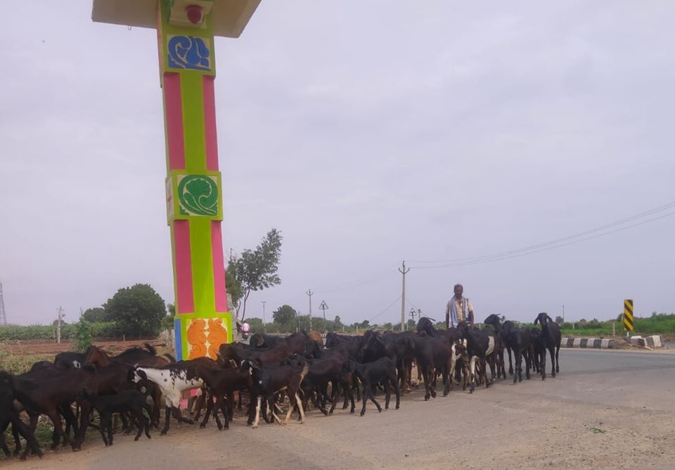 Goats rearing : Akshara Livelihoods