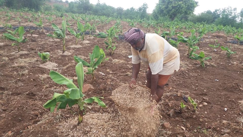 Mulching With Groundnuts Shields Akshara Livelihoods