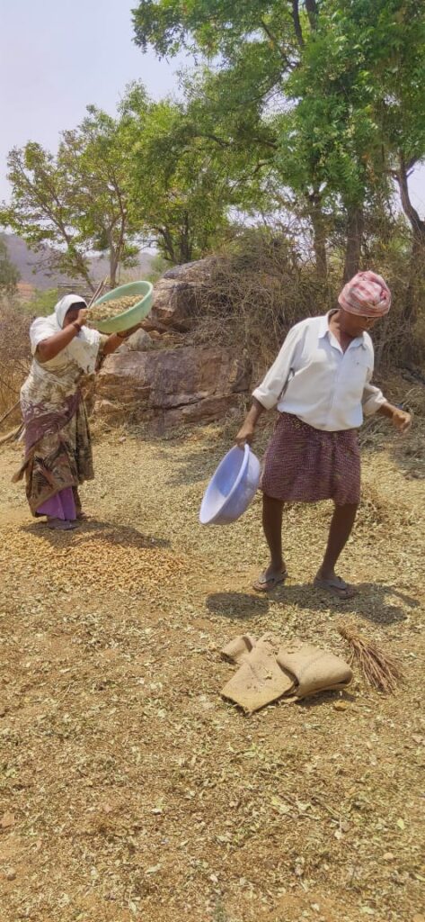 Image Of The Day Groundnut Harvesting Akshara Livelihoods