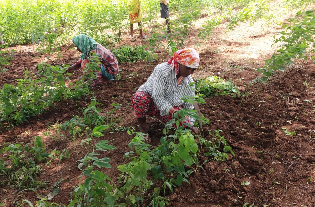 Image Of The Day July Weeding Akshara Livelihoods