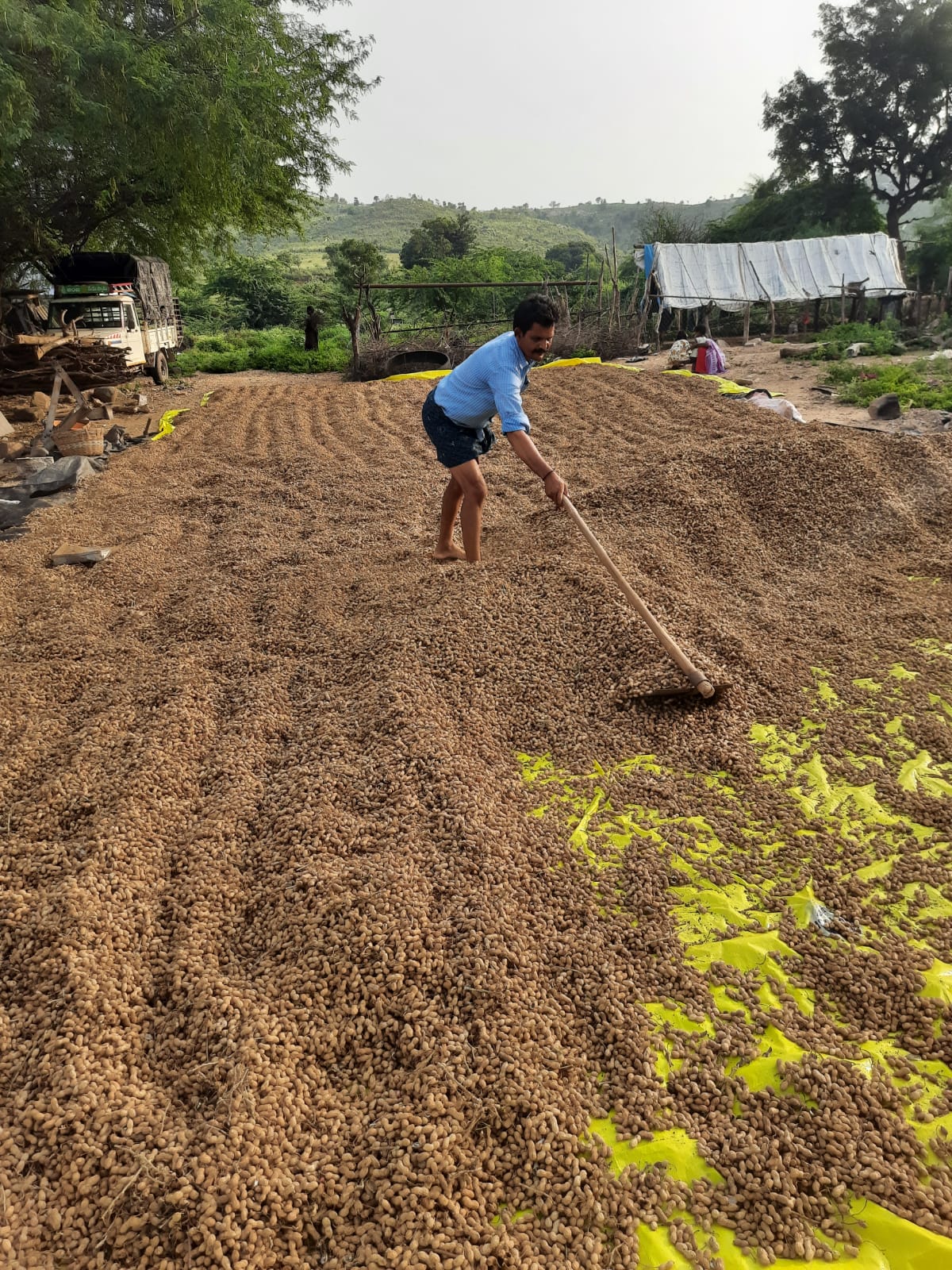 Agriculture Work Groundnut Drying Akshara Livelihoods